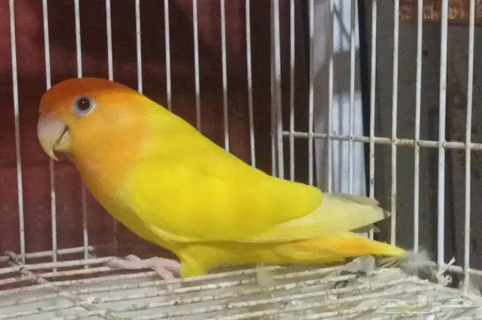 زوج روز منتج 3