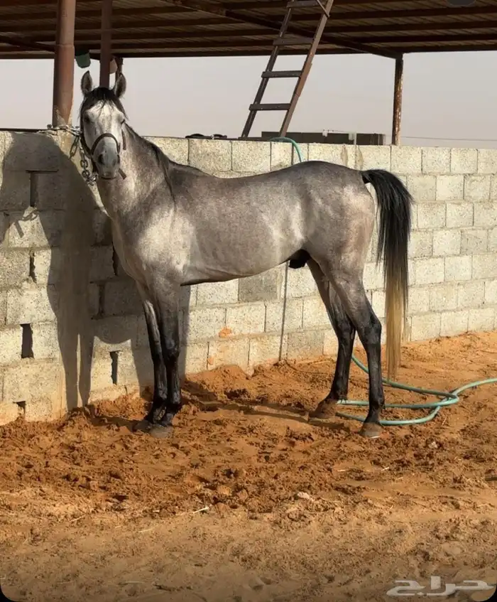 حصان جزيري 1