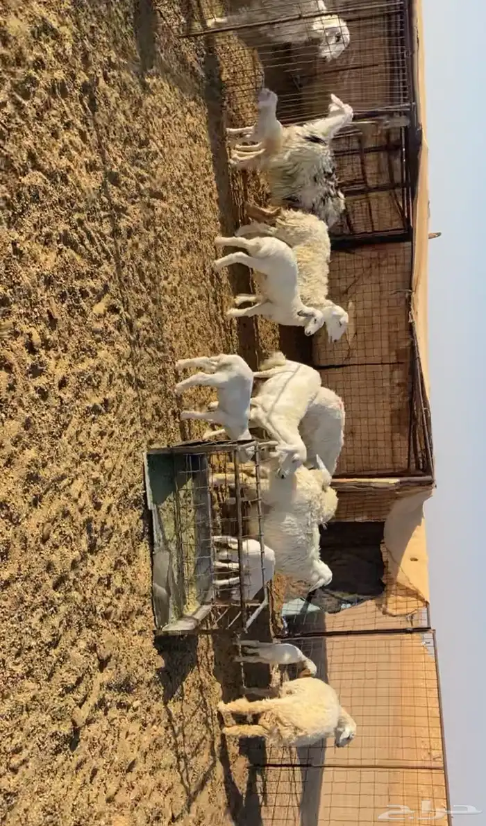 رخال حريات خلفات 8