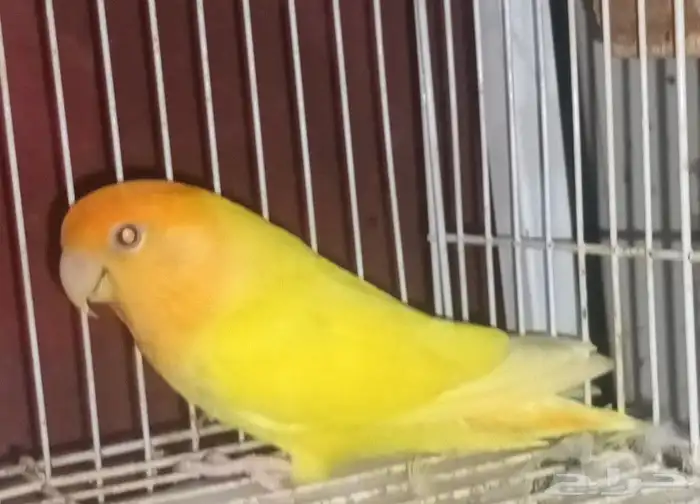 زوج روز منتج 5