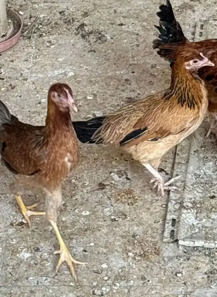 دجاج للبيع 3