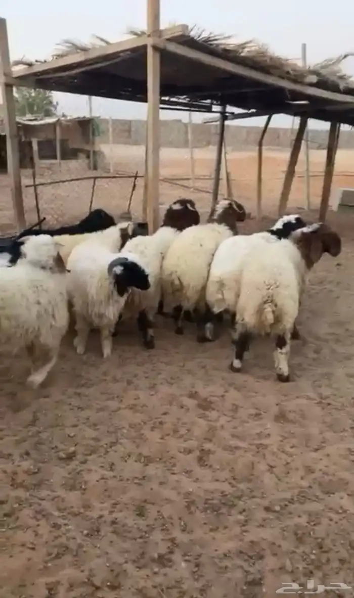 طليان نعيم 0