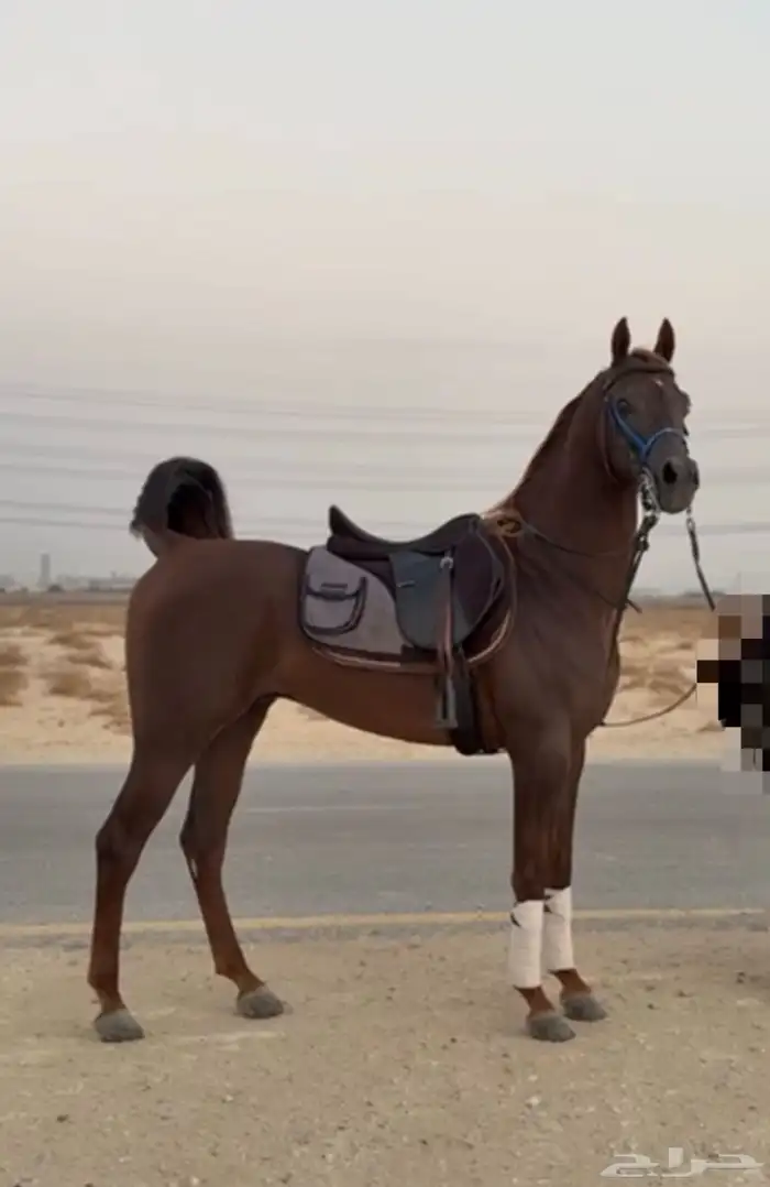 حصان واهو مكس فحل 0