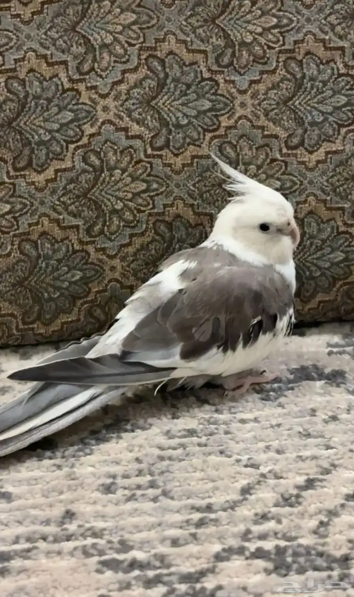 طير كروان 2