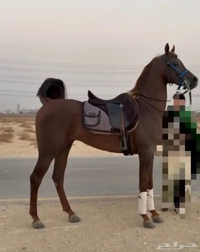 حصان واهو مكس فحل 2