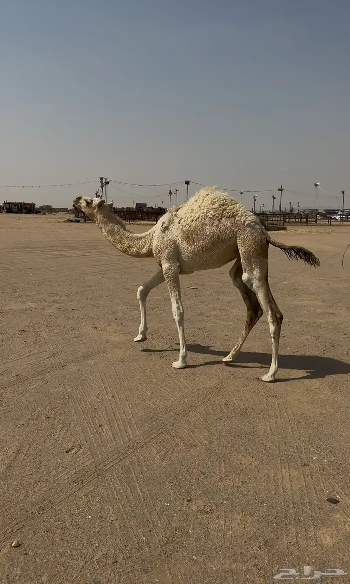 ناقه طيبه وتحتها بكره 2