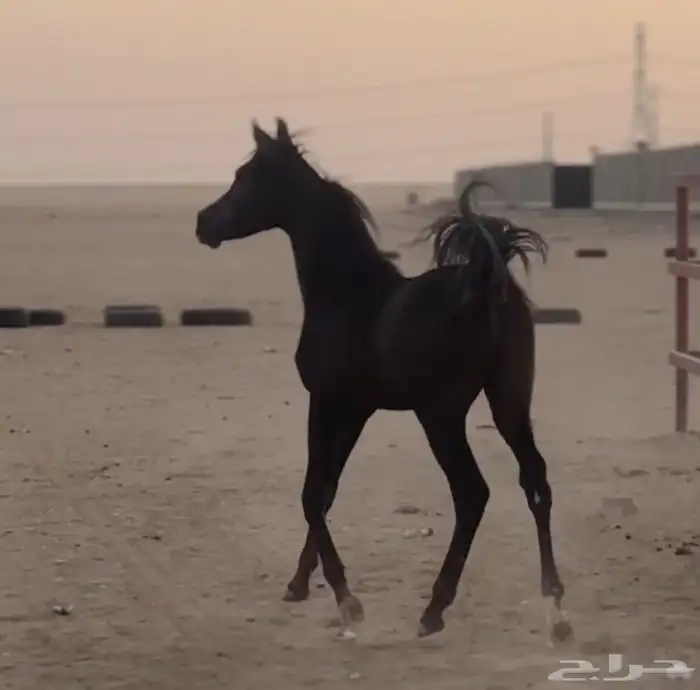 مهر أدهم جزيري شعبي 0