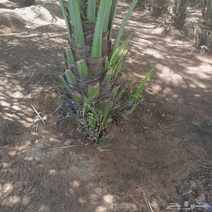 نخيل نوايع شمشوله حوشانه نبتت الحصان خلاص ملوكي نجلاء 4