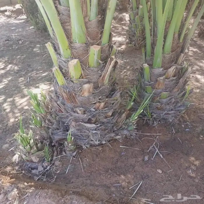 نخيل نوايع شمشوله حوشانه نبتت الحصان خلاص ملوكي نجلاء 3