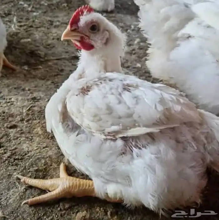 اعلان بيع دجاج لحم حي جمله 0