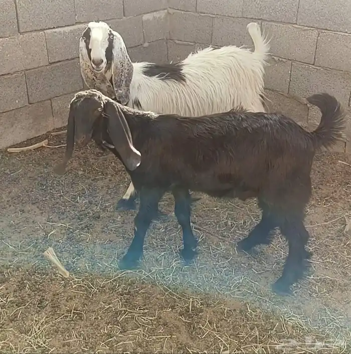 تيس للبيع اسود 0
