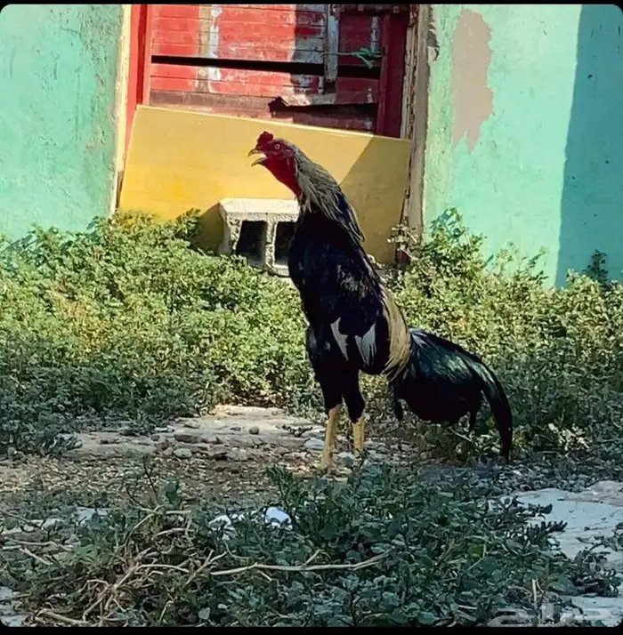 ديك سندي ماشاء الله تبارك الرحمن 0
