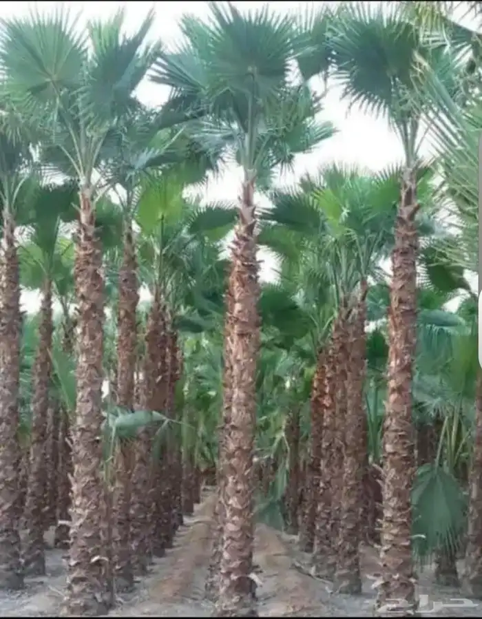 نخيل توريد وتركيب وشبوك 0