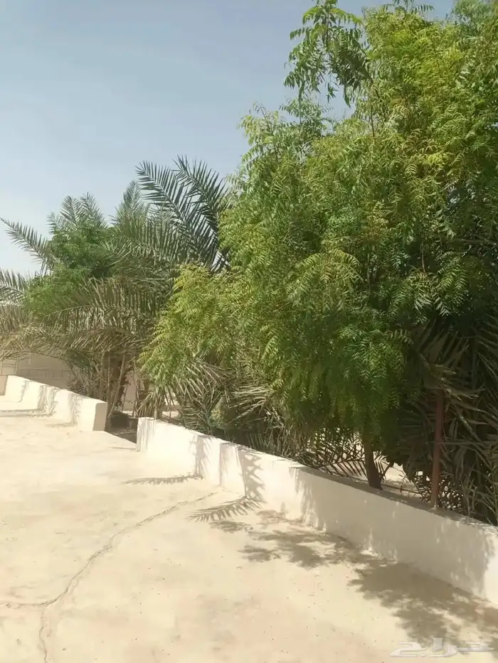 الخرج الهياثم العفجه نجديه الرحمانيه الشديده الرفايع العتيق 0