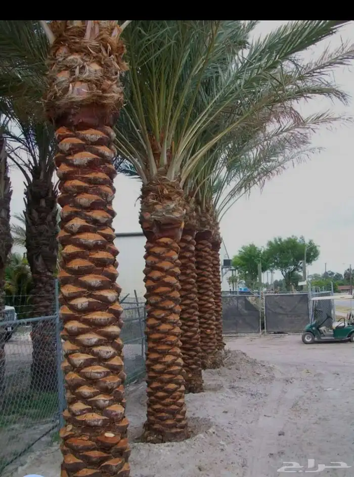 معلم قص جميع الاشجار تلقيح نخل وتكريب النخل 0