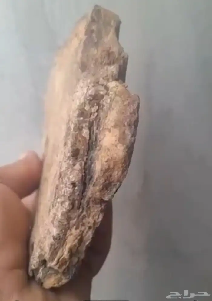 عنبر الاشهب 0