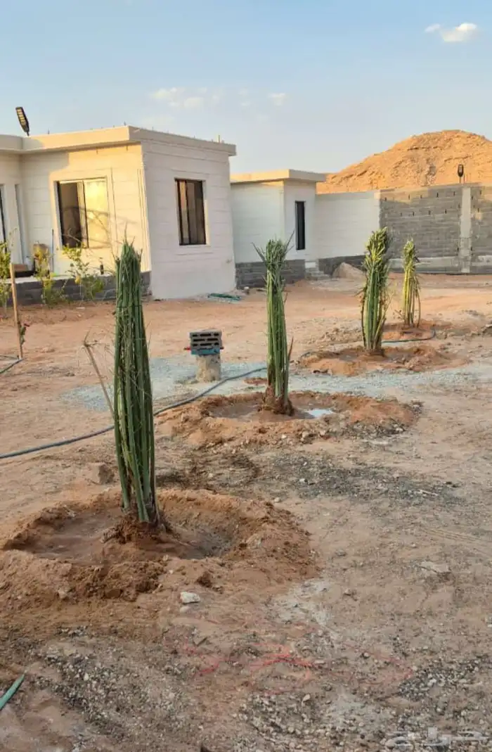 نخيل للبيع 5