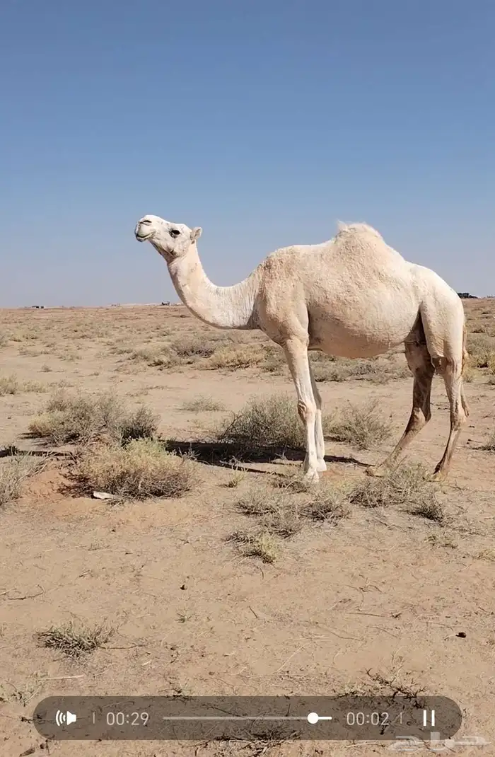 ناقة حايل 0