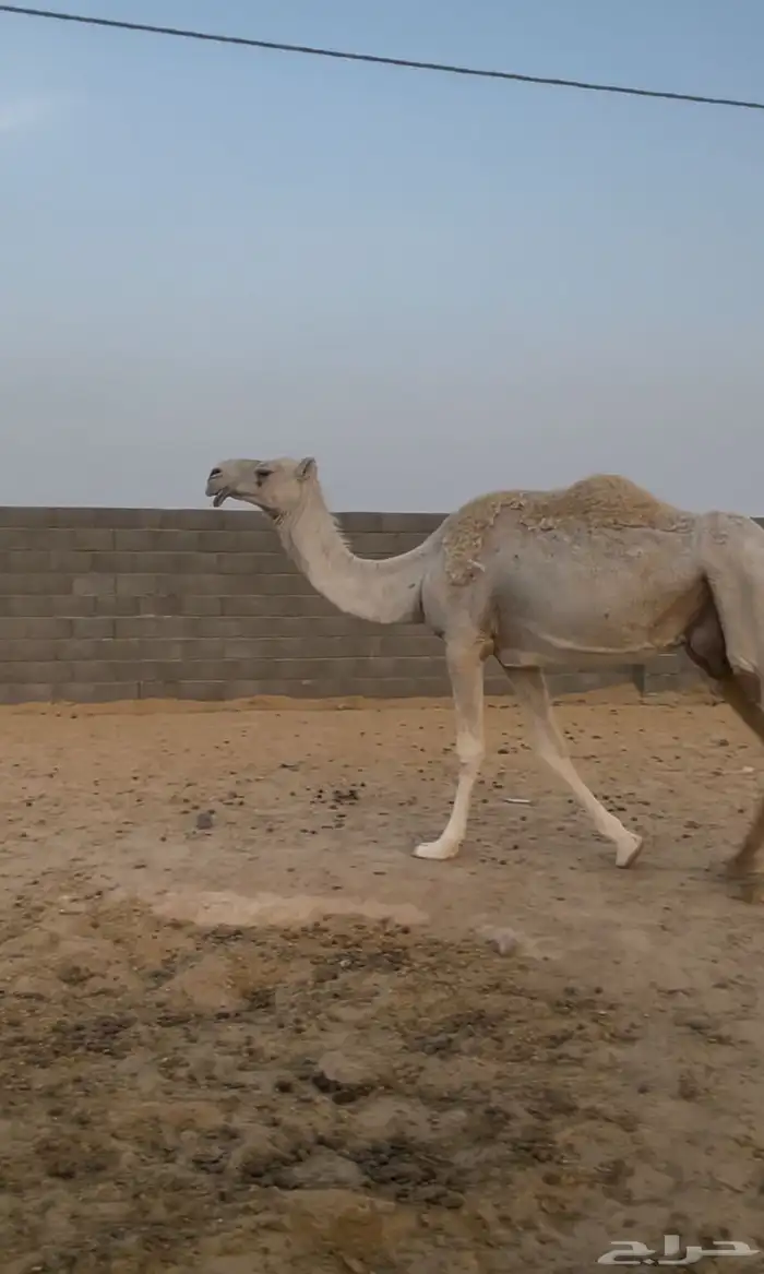 ضروبه 0