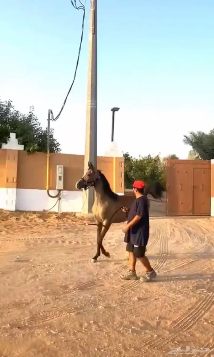 مهرة مكس جمال 0