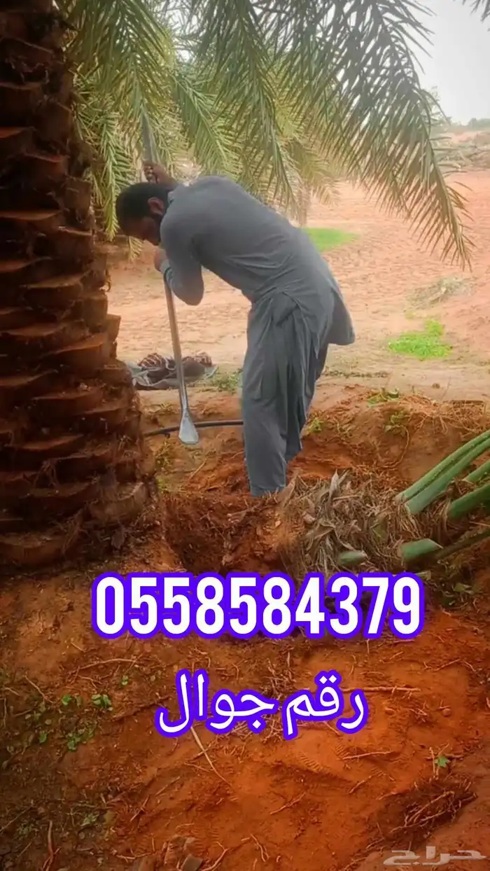 أنا شغل نخل اذا في انت اي شغل نخل كلم انا شكرا 0
