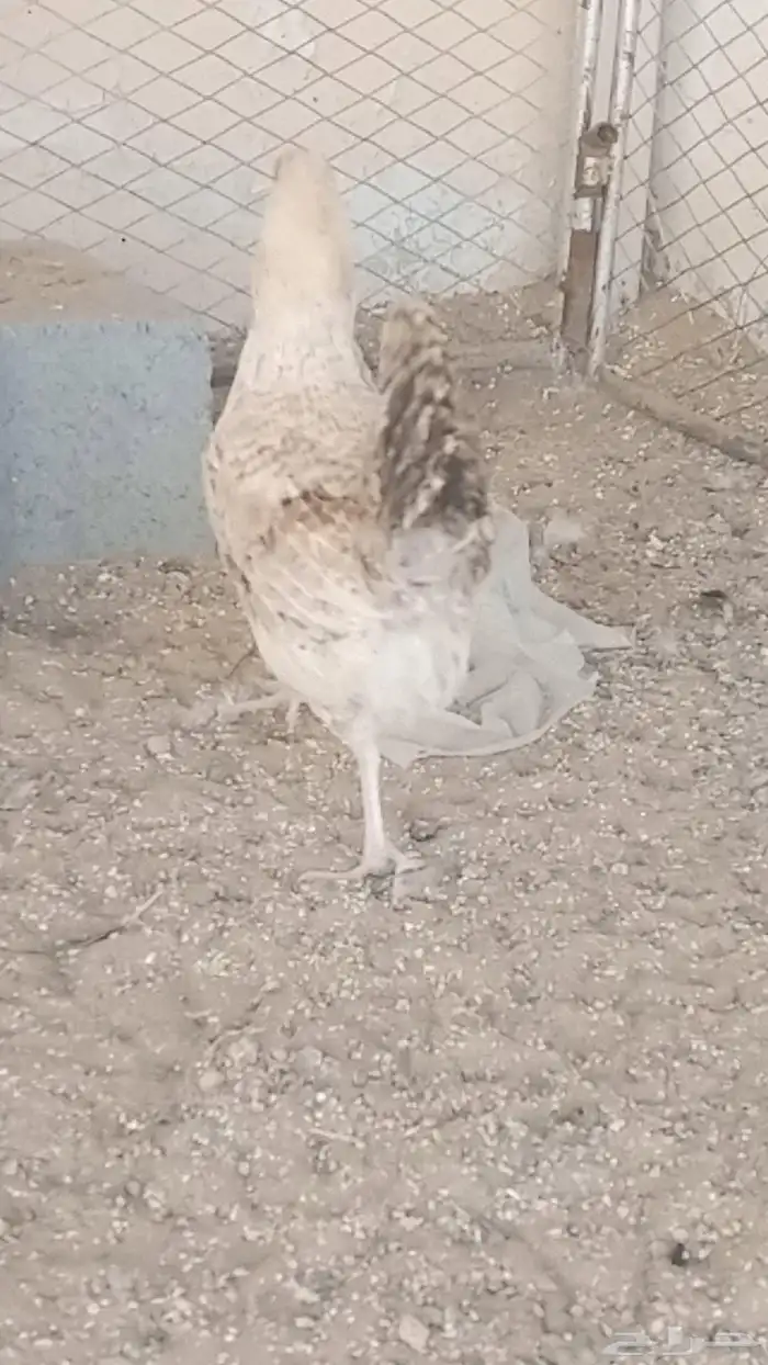دجاج بلدي للبيع 0