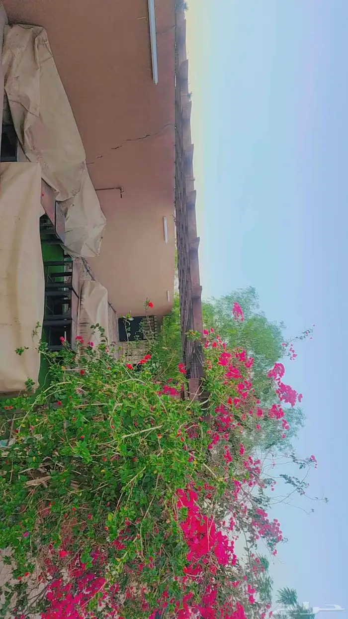 حوش كبير بداخله منزل مفروش ومنزل للعمال ومستودعات للايجار 14