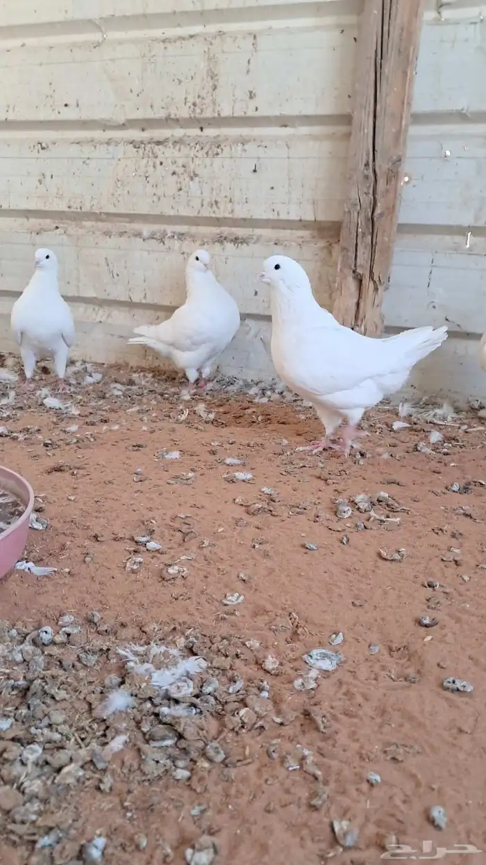 6 اجواز كنق فاخر منتجه وزوج مصري 5