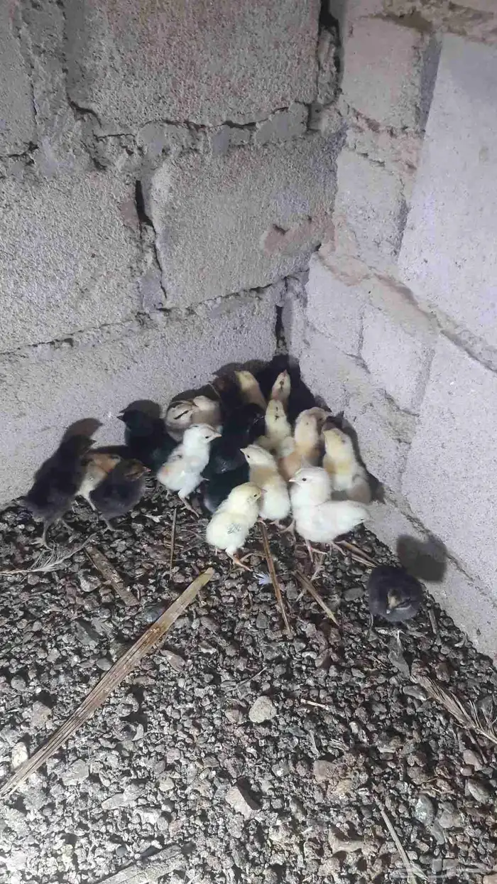 صوص بلدي للبيع 1