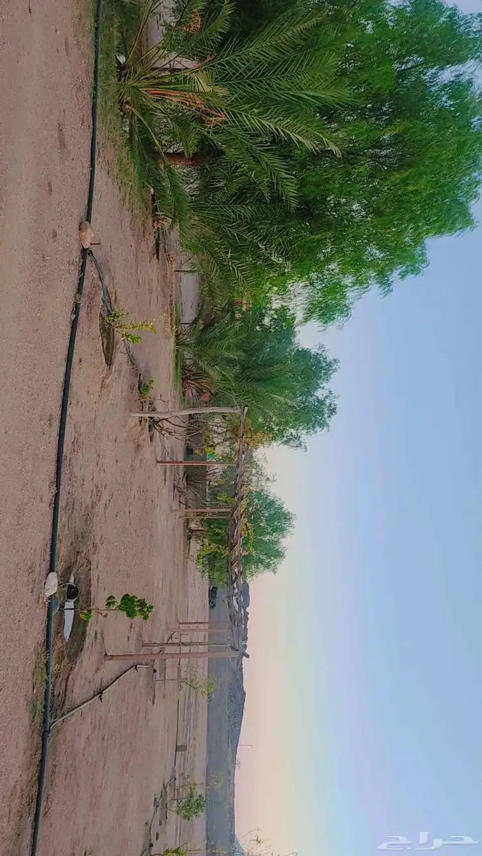 حوش كبير بداخله منزل مفروش ومنزل للعمال ومستودعات للايجار 5