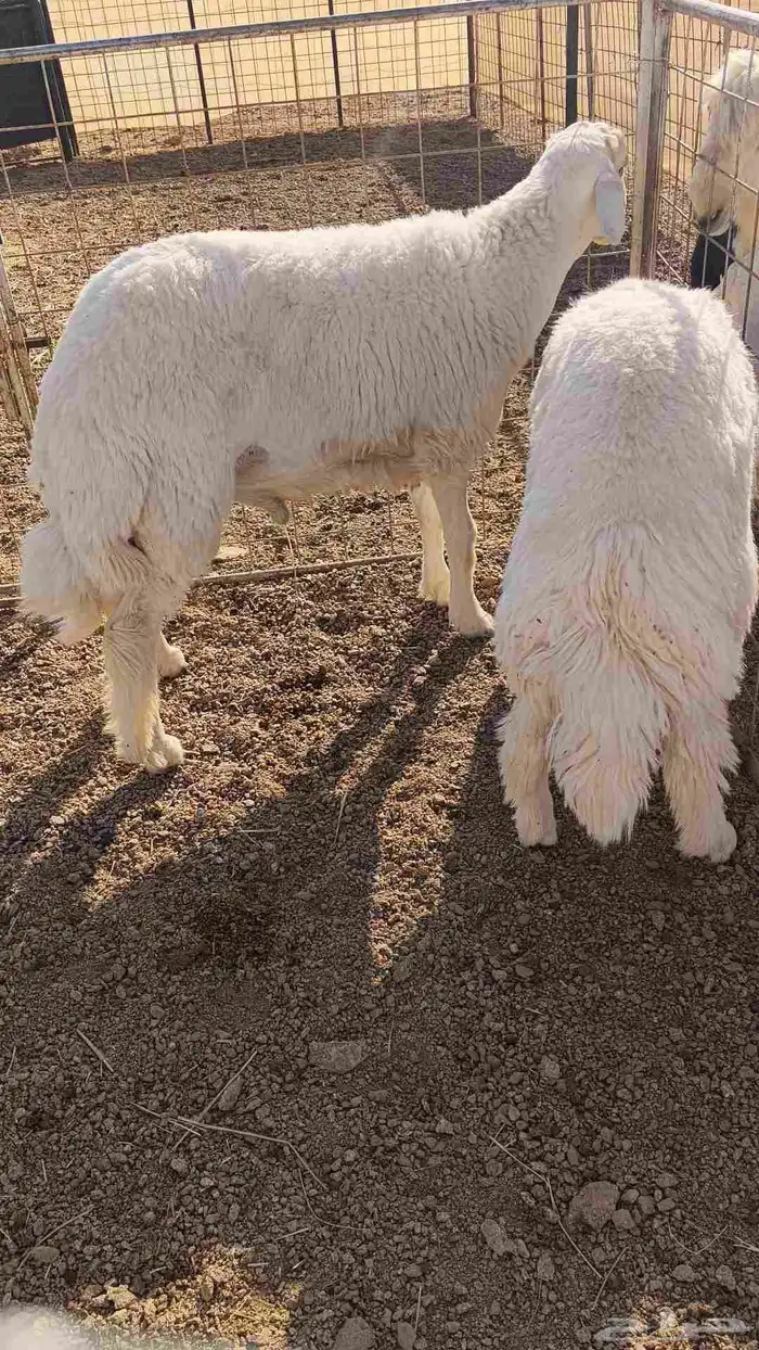 للبيع خرفان طيبه طيبه 10