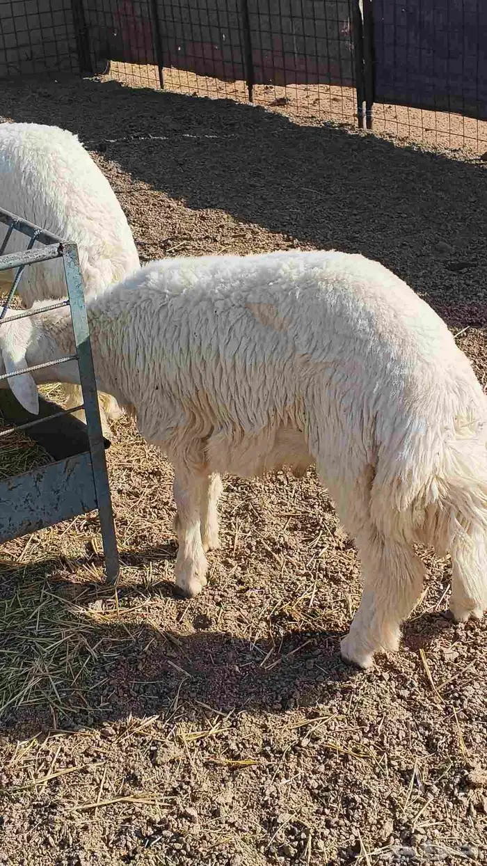 للبيع خرفان طيبه طيبه 8