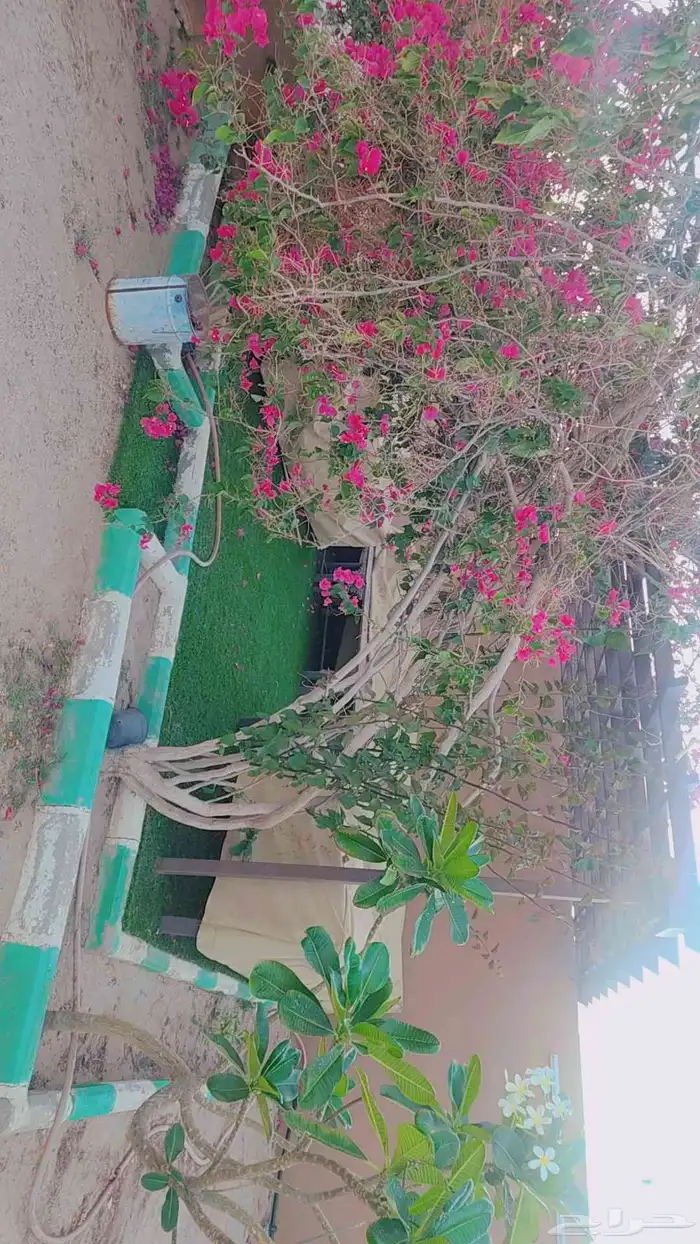 حوش كبير بداخله منزل مفروش ومنزل للعمال ومستودعات للايجار 16