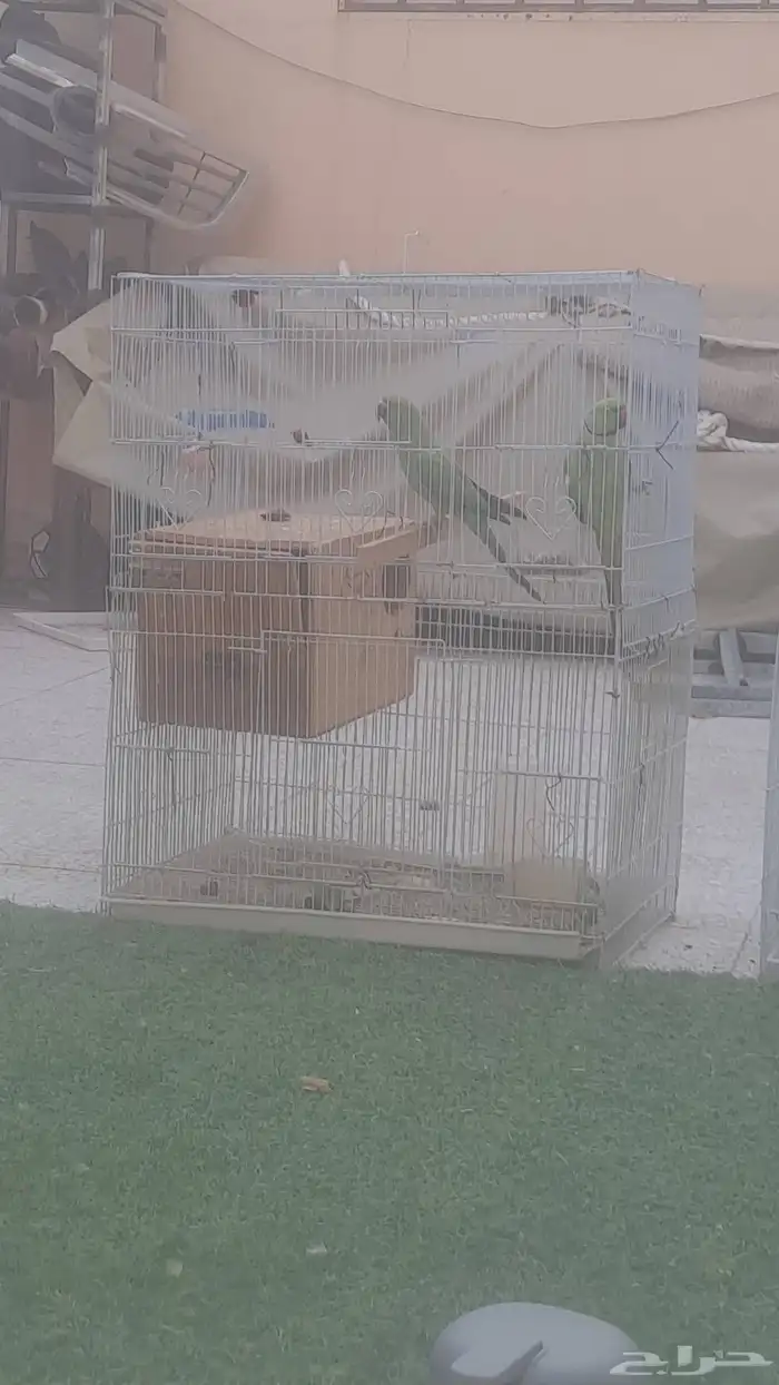 جوز دره منتج 1