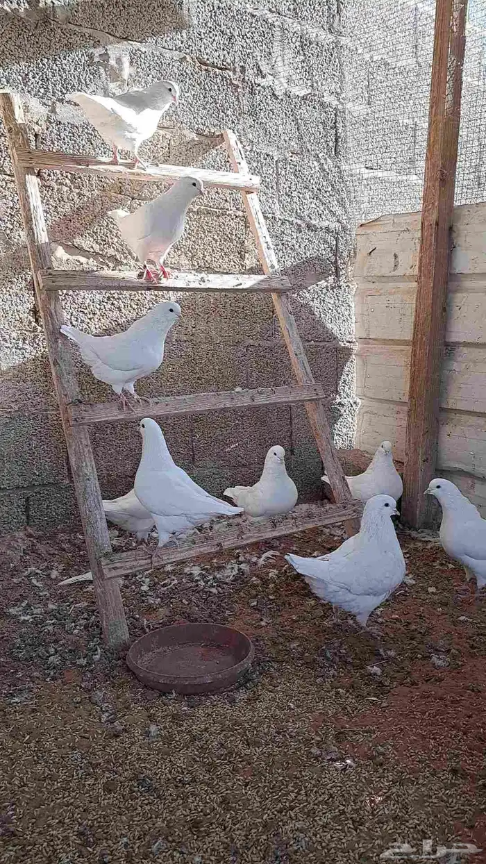 6 اجواز كنق فاخر منتجه وزوج مصري 0