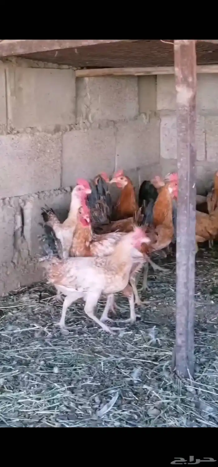 دجاج بلدي. العمر 6 شهر واسبوع العدد 30 تقريبا الأكثر ديوك 0