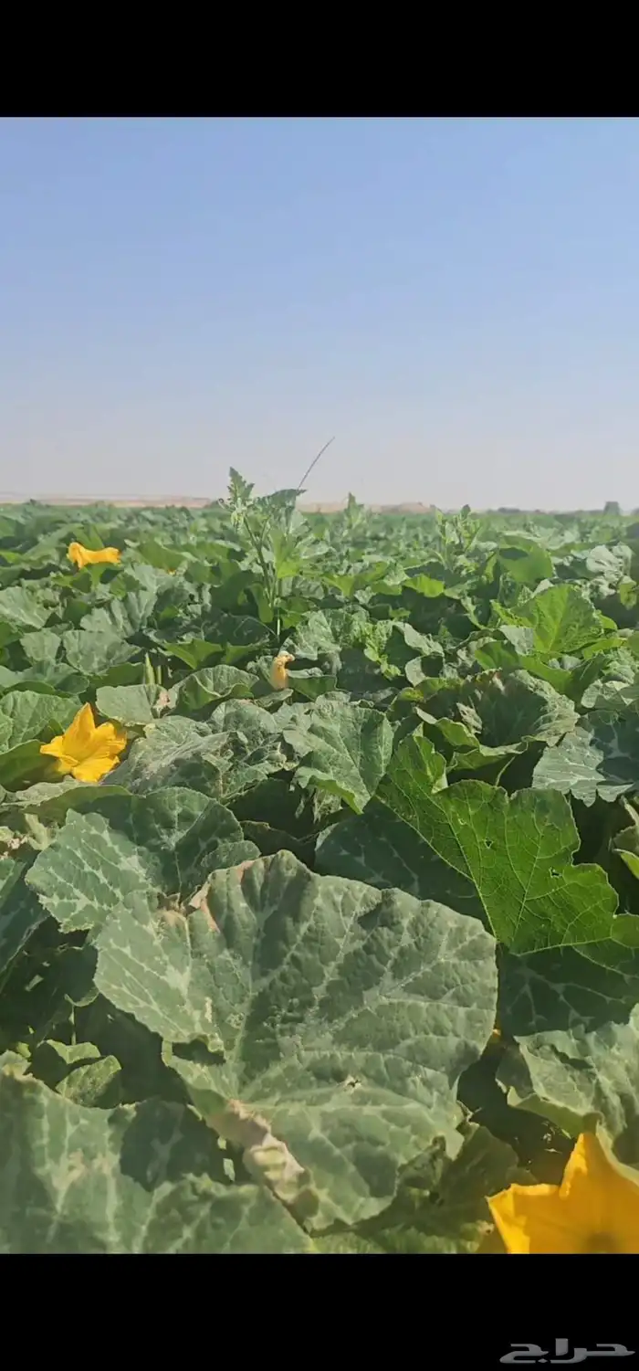عسل قرع انتاجي طبيعي 100 بيع بالجملة 7