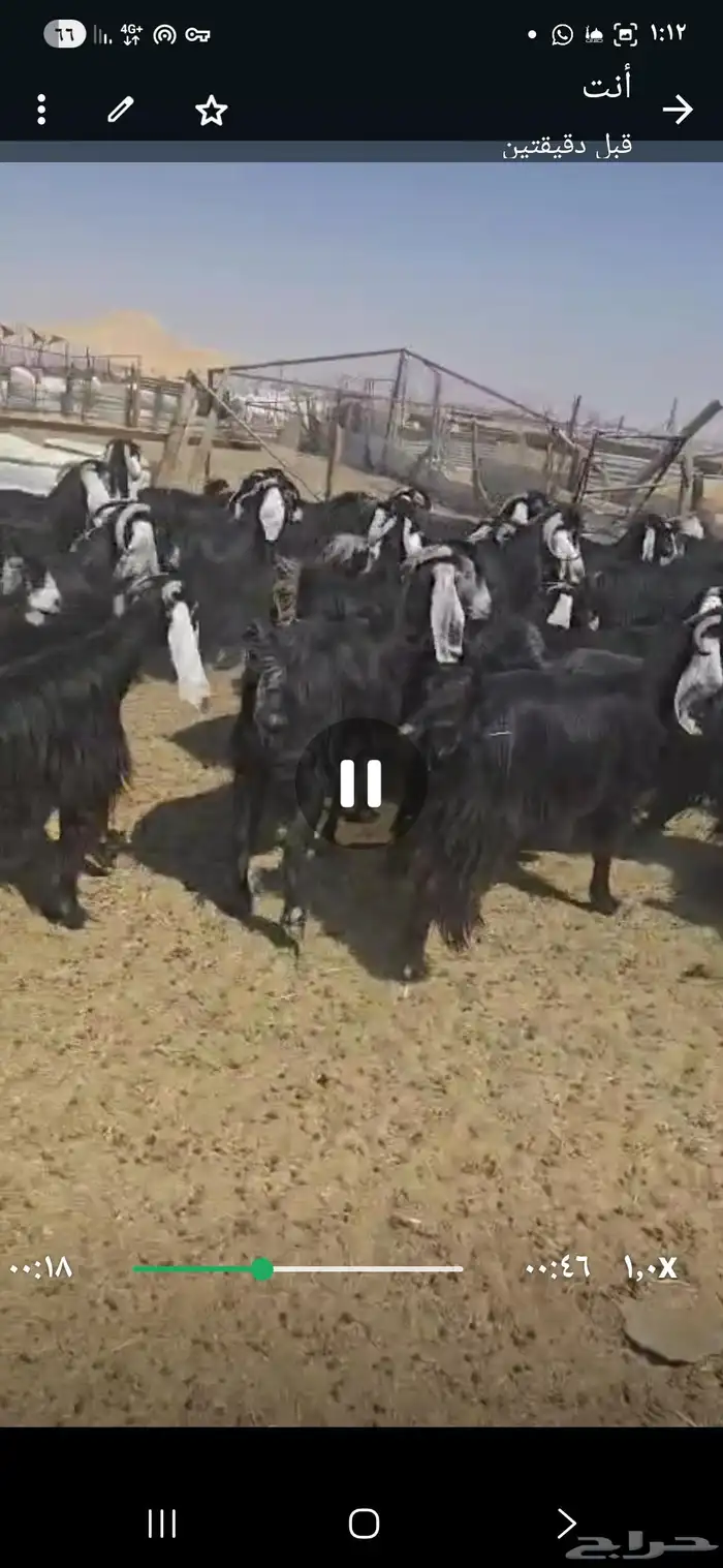 معزا عوارض 90تحتها26 5