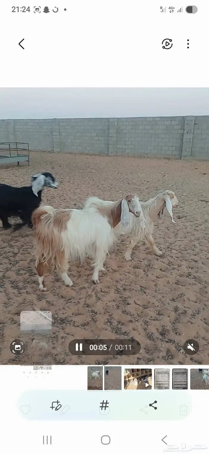 معزا دفيع 2