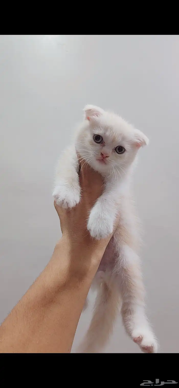 سكوتش فولد كيتن 0