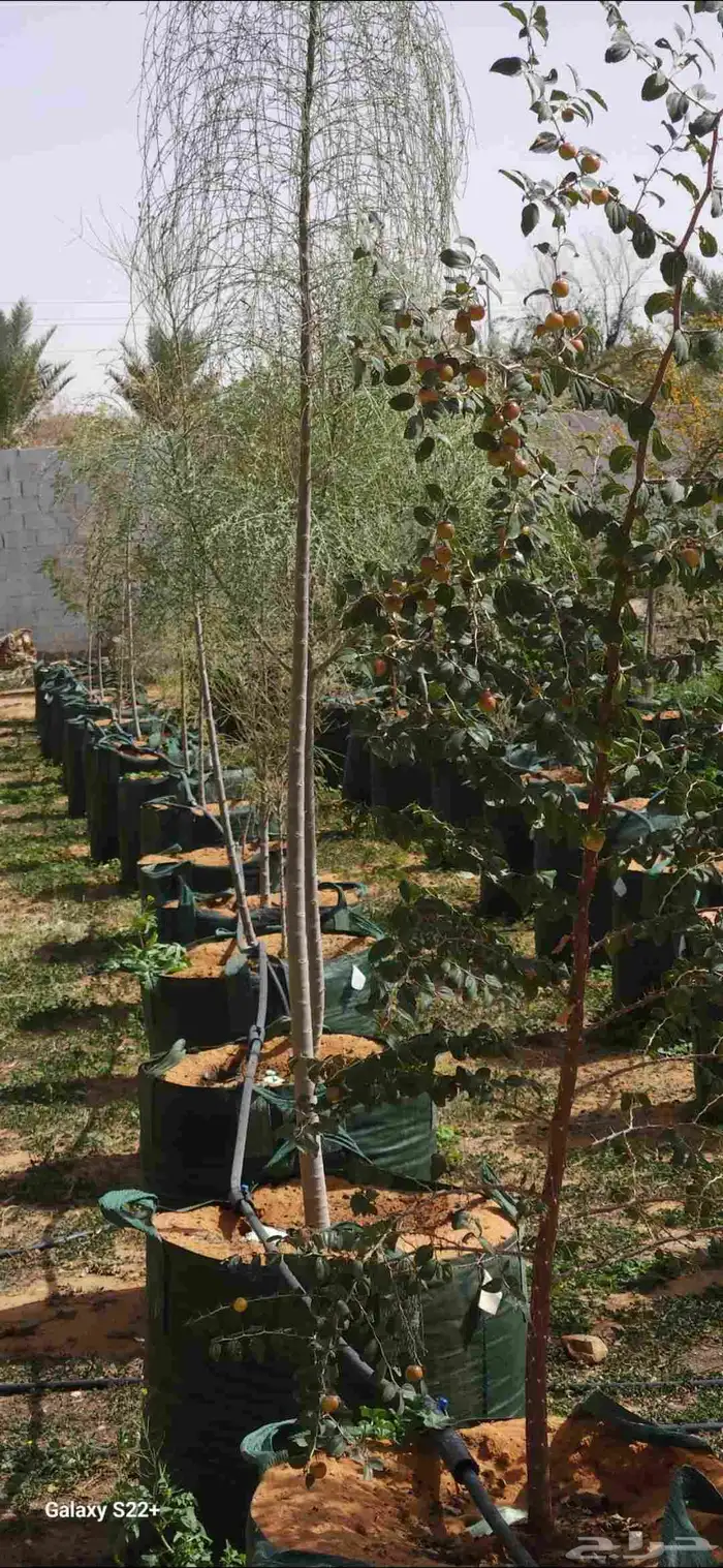 اشجار سدر اللبان العربي يسر طلح مراكن 200 لتر.عمر سنتان 0