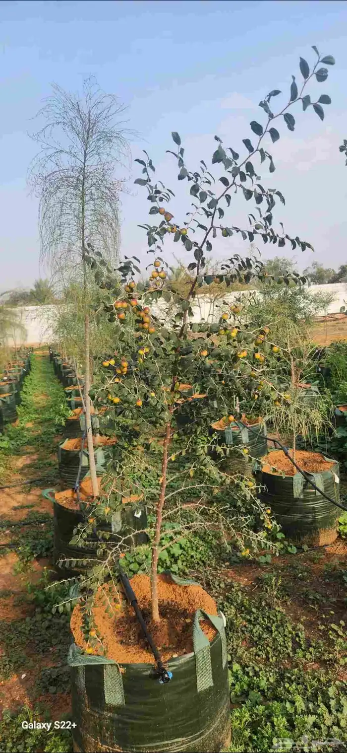 اشجار سدر اللبان العربي يسر طلح مراكن 200 لتر.عمر سنتان 7