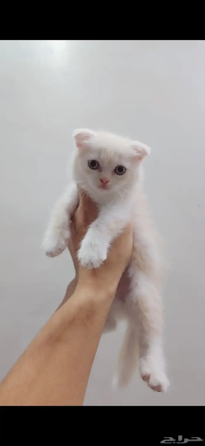 سكوتش فولد كيتن 1