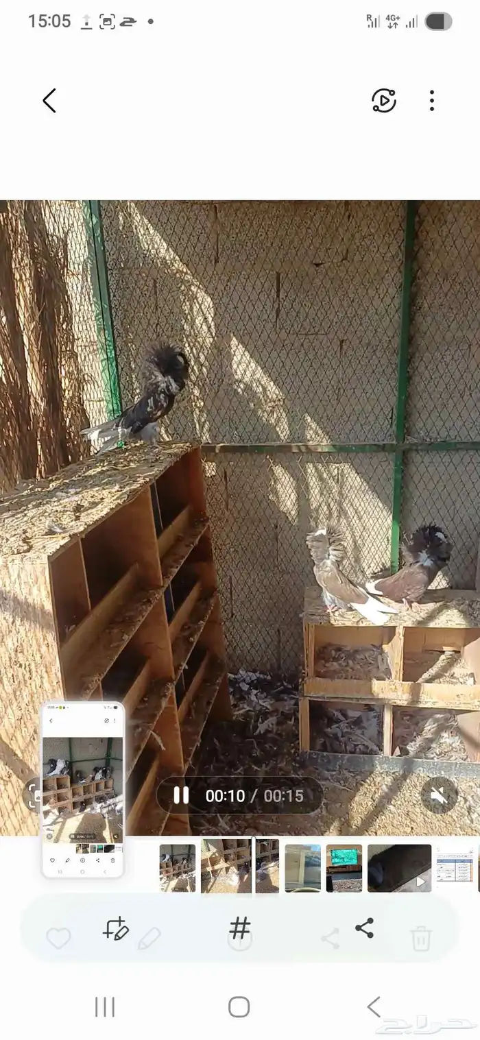 جاكوبين 2