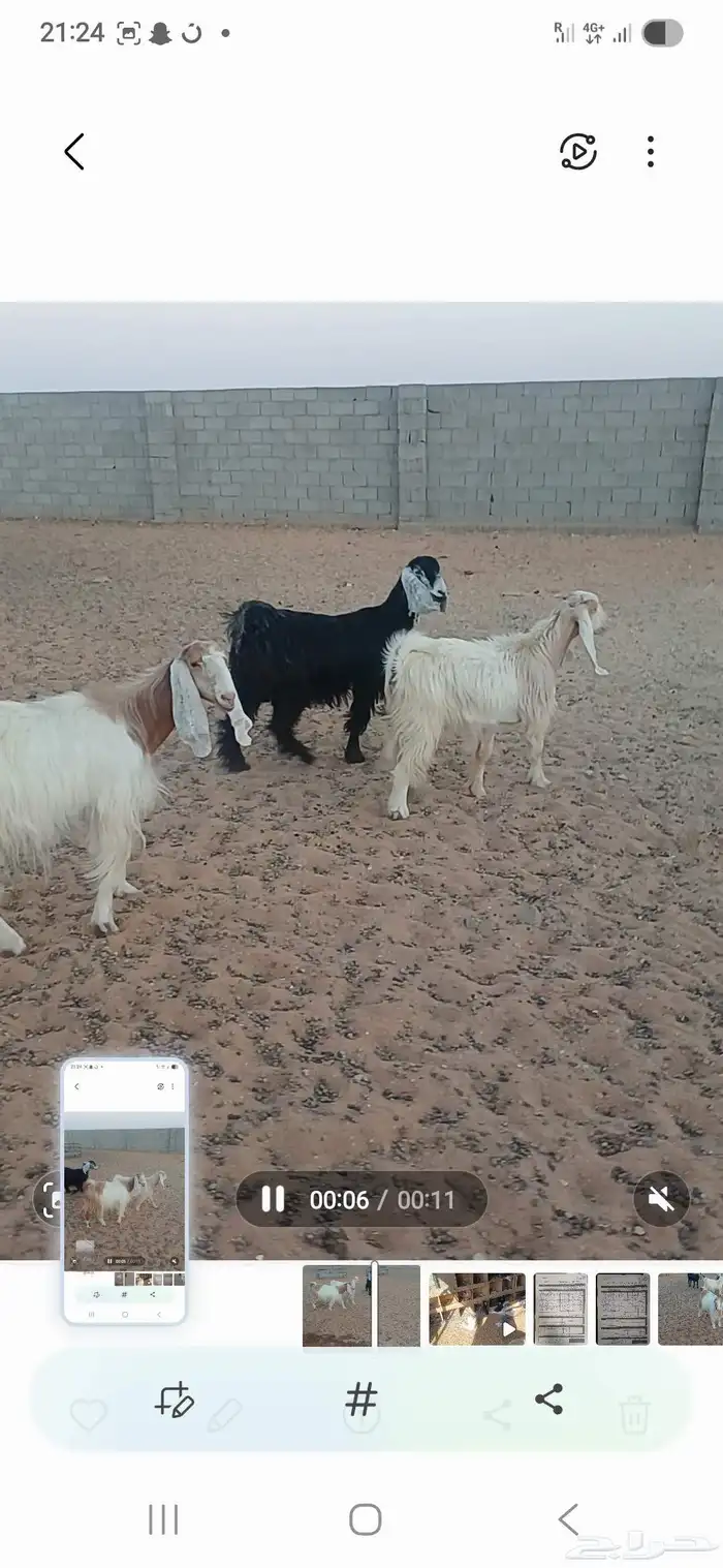 معزا دفيع 1