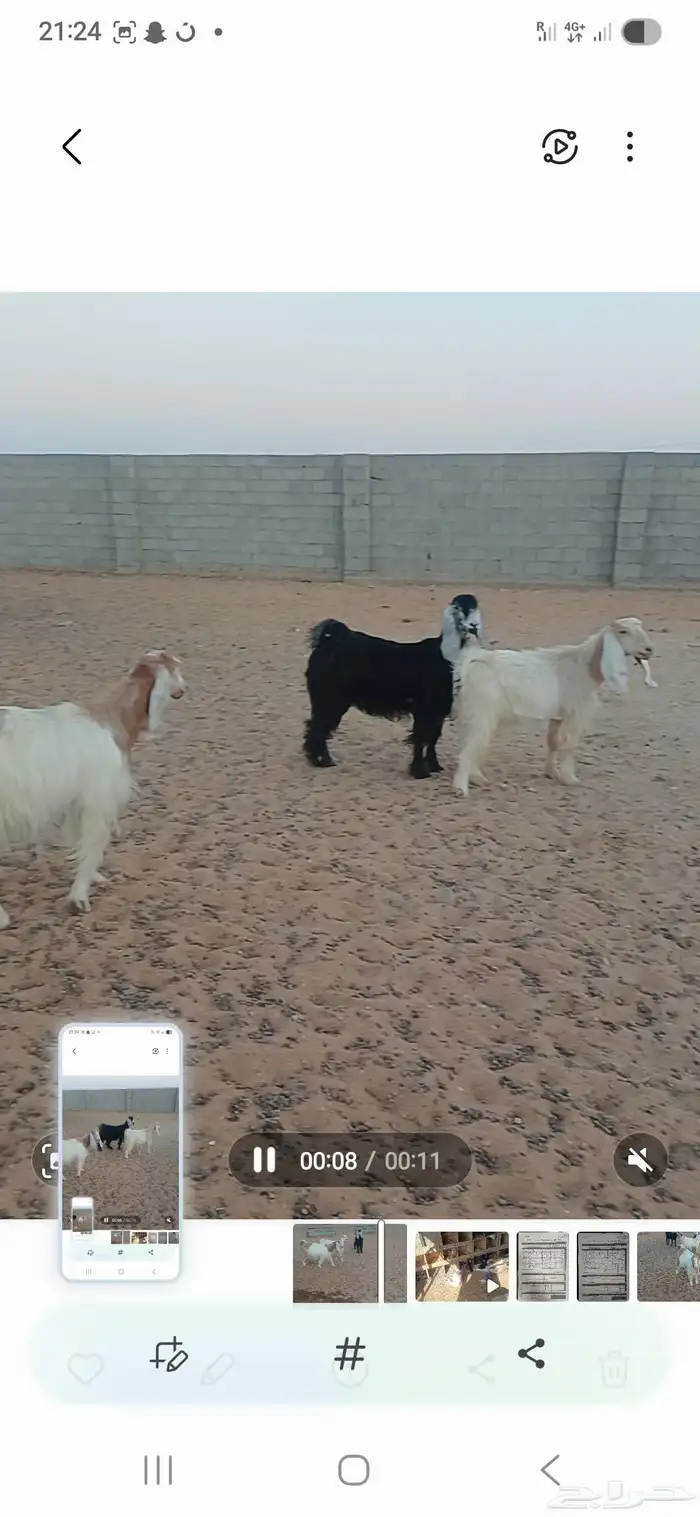 معزا دفيع 0