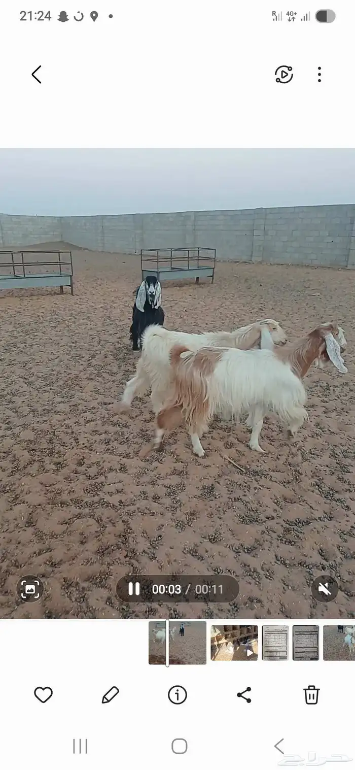 معزا دفيع 3