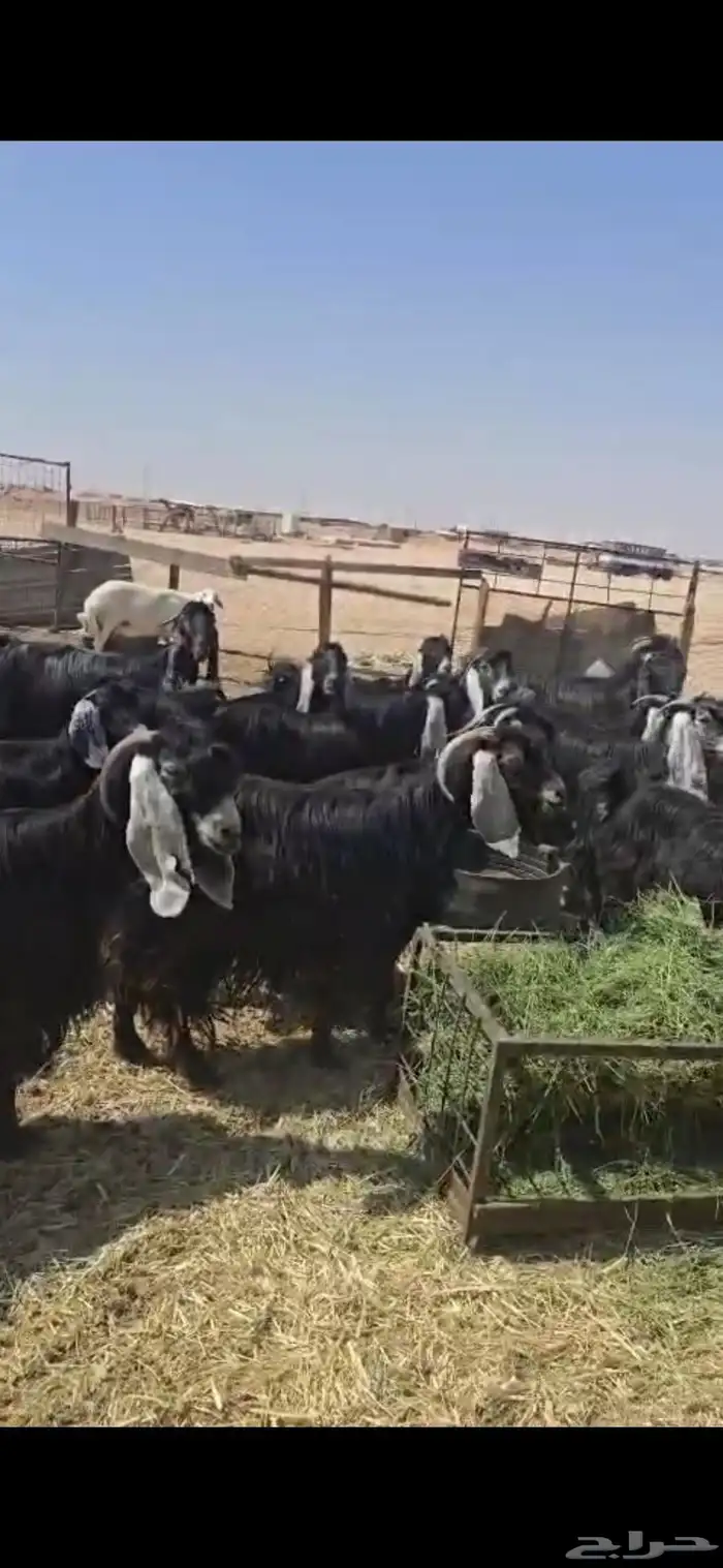 معزا عوارض 90تحتها26 2