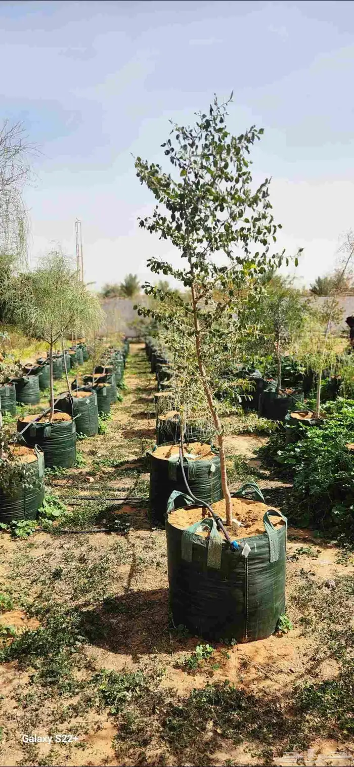 اشجار سدر اللبان العربي يسر طلح مراكن 200 لتر.عمر سنتان 5