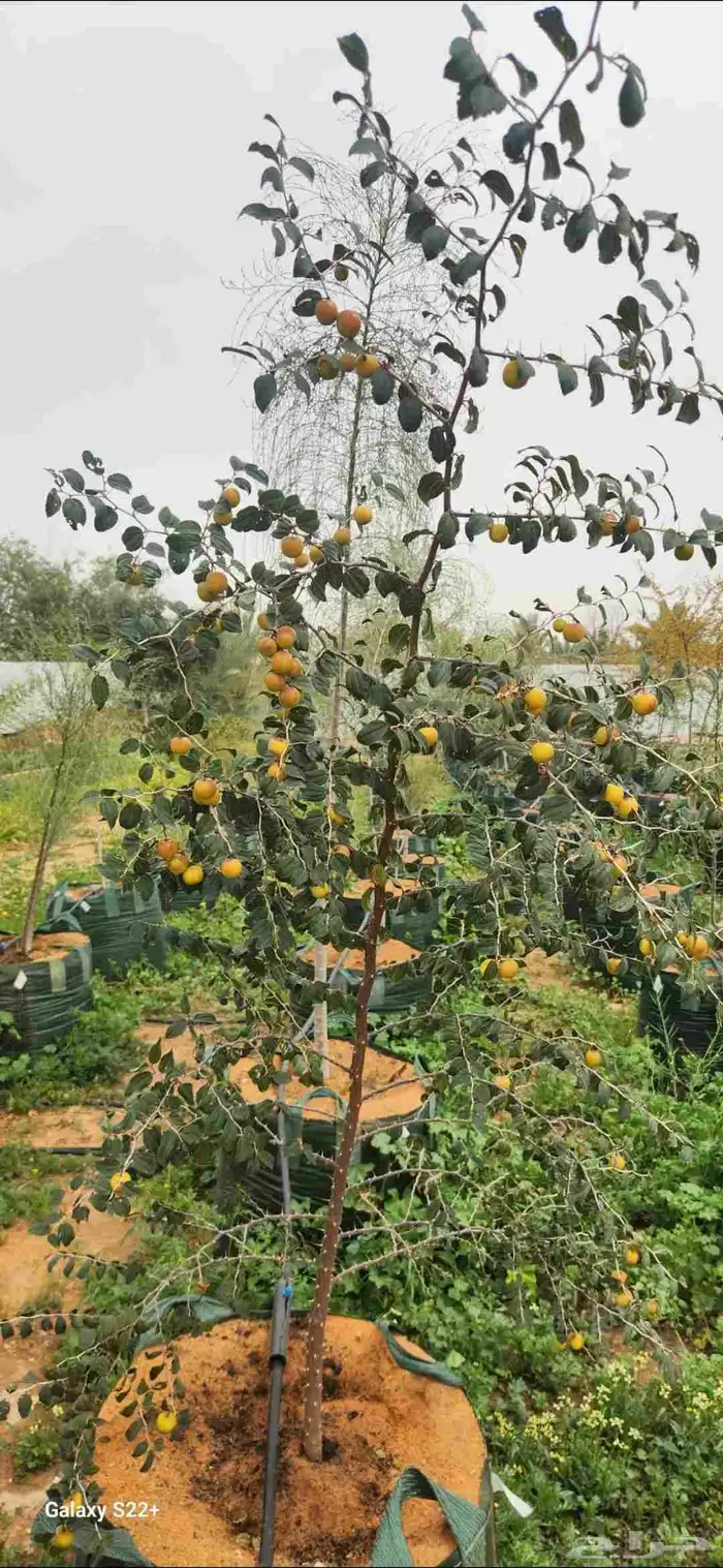 اشجار سدر اللبان العربي يسر طلح مراكن 200 لتر.عمر سنتان 8